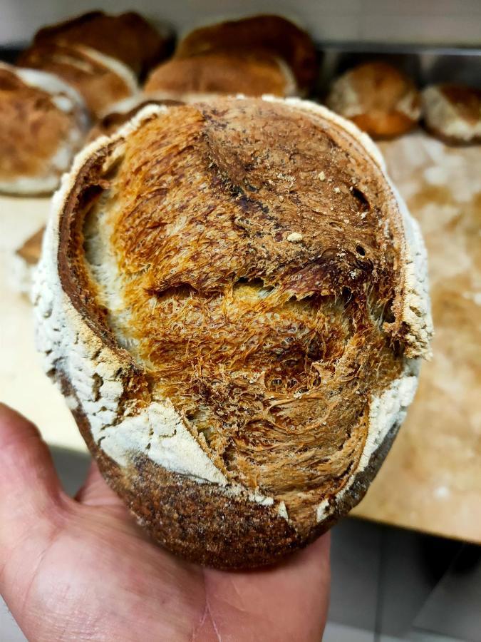 Paneolio B&B Poggio Picenze Eksteriør bilde
